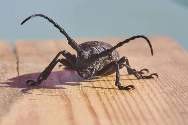 Hylotrupes Beetle Také Známý Jako Hylotrupes Bajulus Prkně Dřeva Makro — Stock fotografie