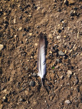 Yerde tek kahverengi kuş tüyü var.