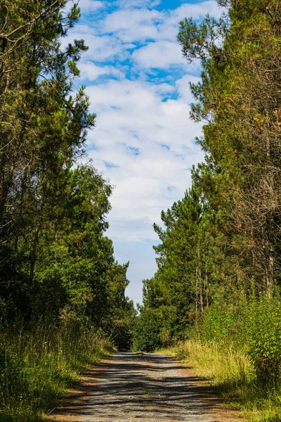 Cena Outono Uma Bela Estrada Rural Entre Árvores — Fotografia de Stock