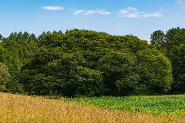 Güneşli bir yaz gününde mısır, tahıl ve kestanelerle dolu renkli Galiçya kırsalları