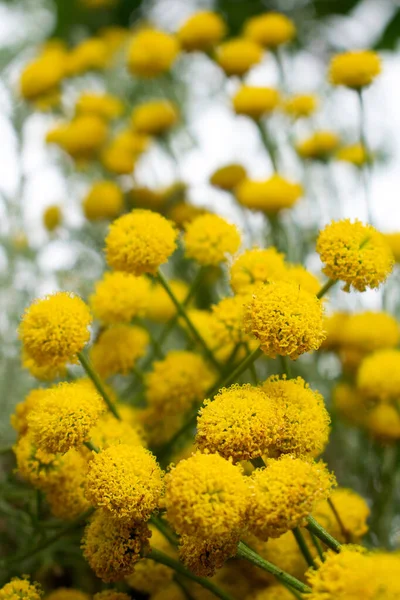 Ön planda Helichrysum stoechas 'ın güzel sarı çiçekleri