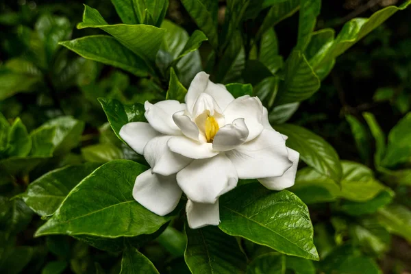 Nahaufnahme Einer Schönen Und Duftenden Weißen Blume Von Gardenia Einem — Stockfoto