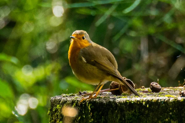 Avrupalı Robin Erithacus Rubecula ormandaki bir ağacın gövdesine tünemişti.