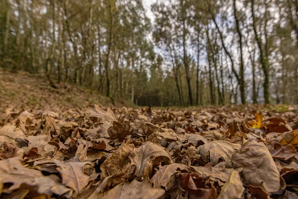 Suszone Liście Dębu Ziemi Drogi Tworzącej Naturalny Dywan Galicyjskim Lesie — Zdjęcie stockowe