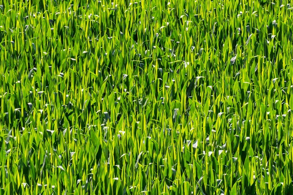 Gros Plan Une Plantation Maïs Dans Champ Créant Beau Motif — Photo