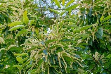 Bir grup aromatik çiçek ve kestane ağacının yeşil yaprakları.