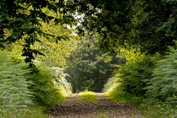 Beautiful Leafy Scenery Path Forest Summer Lights Shadows — Zdjęcie stockowe