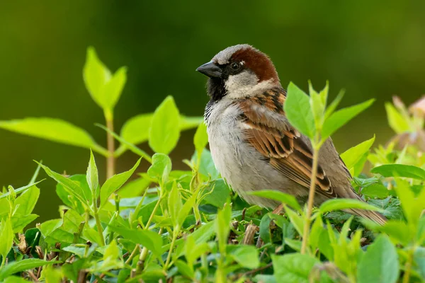 Espécimen Gorrión Casa Passer Domesticus Observando Encaramado Matorral —  Fotos de Stock