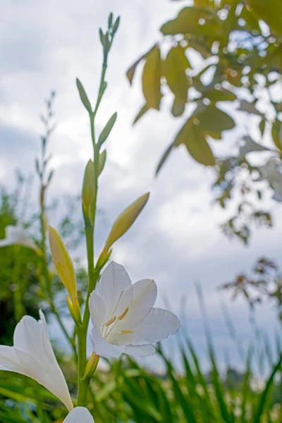 Stem White Flowers Watsonia Borbonica Garden Sky Background — ストック写真