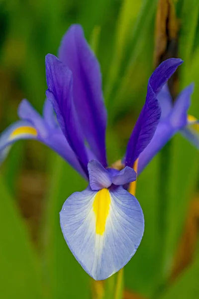 Bahçedeki Mavi Sarı Bir Iris Germanica Nın Güzel Bir Plan — Stok fotoğraf