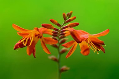Solmuş yeşil bir arka planda Crocosmia krokozmiflora 'nın güzel bir portakal çiçeği.