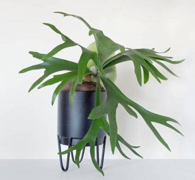 Maturing Staghorn Fern in Black Container clipart
