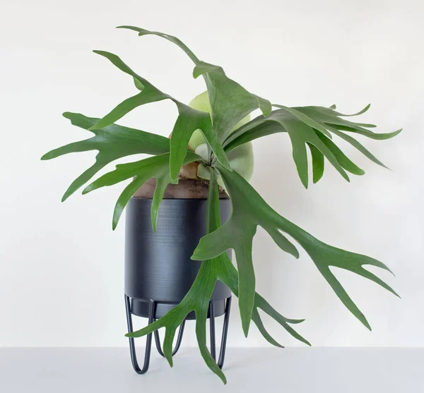 Maturing Staghorn Fern in Black Container
