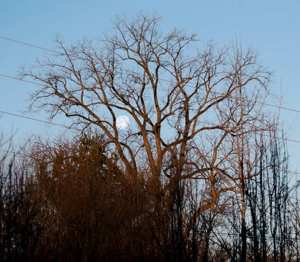 Kış Gündönümü Dolunay Ağaçların Arasından Sabah Işığında — Stok fotoğraf