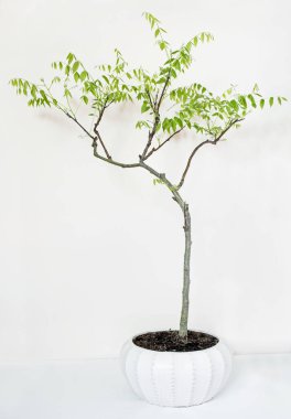 Bahar Çiçekleri ve Başlayan Çiçek Tomurcukları ile Wisteria Bonsai Ağacı