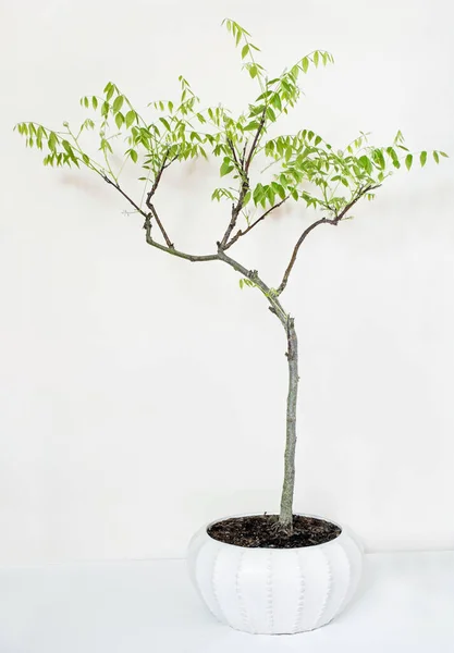 Árbol Wisteria Bonsai Con Follaje Primaveral Brotes Flores Iniciales —  Fotos de Stock