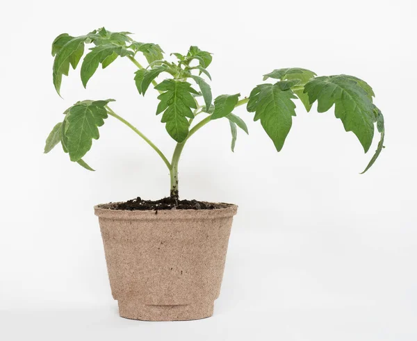 Home Plántulas Tomate Híbrido Cultivadas Maceta Fibra — Foto de Stock