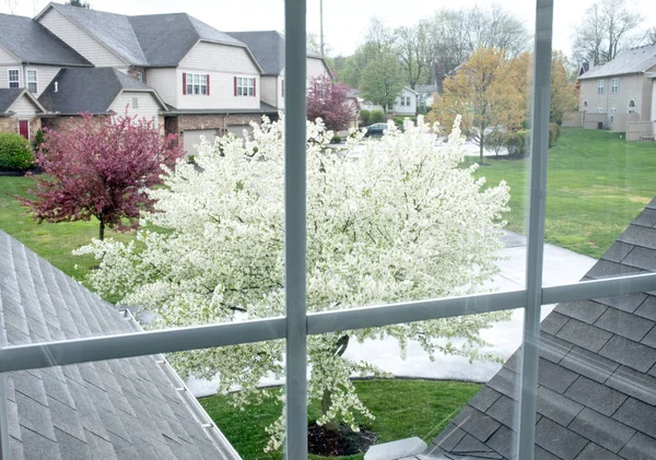 Rainy Window View Spring Flowering Trees — ストック写真