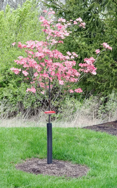 Blooming Pink Cherokee Brave Dogwood Tree — стоковое фото