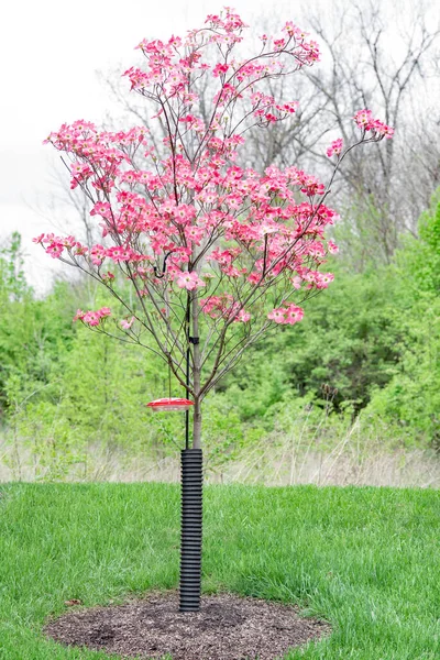 Ροζ Cherokee Γενναίο Δέντρο Dogwood Στην Άνοιξη Bloom — Φωτογραφία Αρχείου