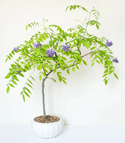 アメリカ藤の開花 盆栽Bonsai — ストック写真