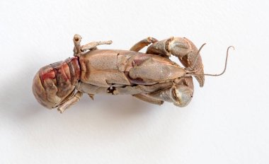 Yuvada Yuvalanan Ölü Kerevitlerin Dış iskeleti