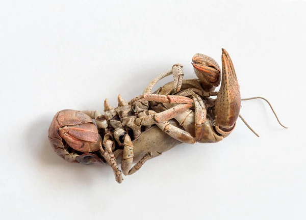 Exoskeleton Dead Burrowing Crayfish Underside — Stock Photo, Image