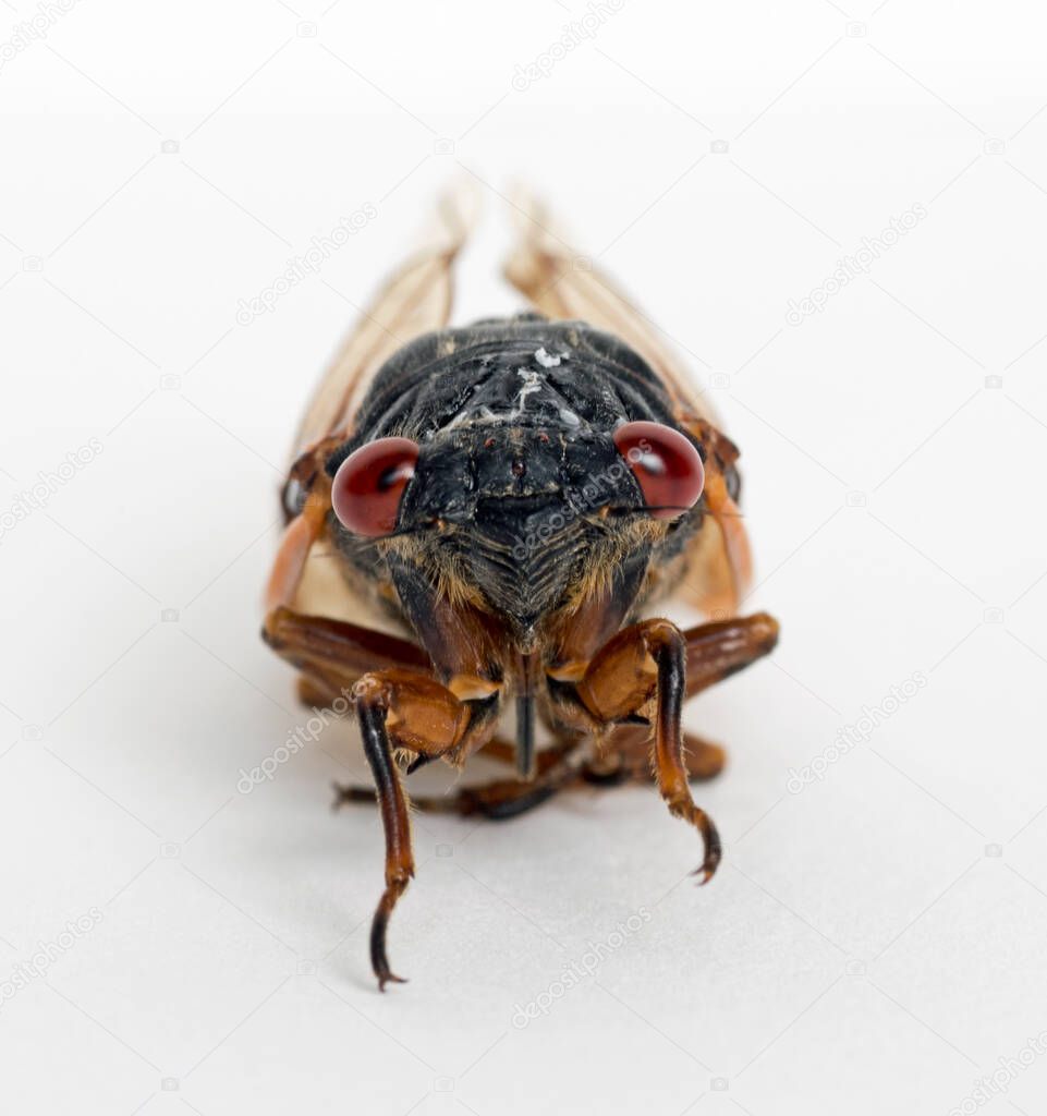 Extreme Macro of Dying Cicada Brood X Face
