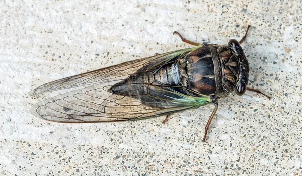 Annual Swamp Morning Cicada Top View — 图库照片