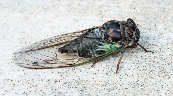 Annual Swamp Morning Cicada Top Side View — 图库照片