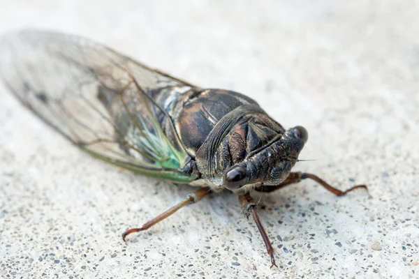 Annual Swamp Morning Cicada Close — Fotografia de Stock