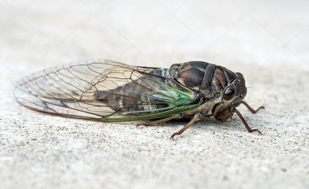 Annual Swamp or Morning Cicada Side View