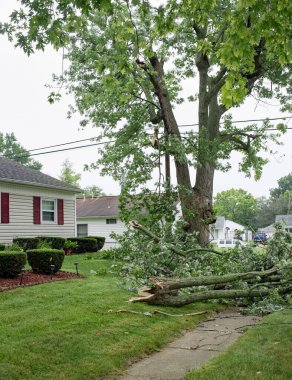 Shattered Tree Branches Downed in Severe Storm