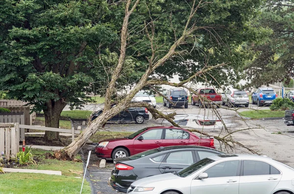 Dead Tree Blown Car Storm — 스톡 사진