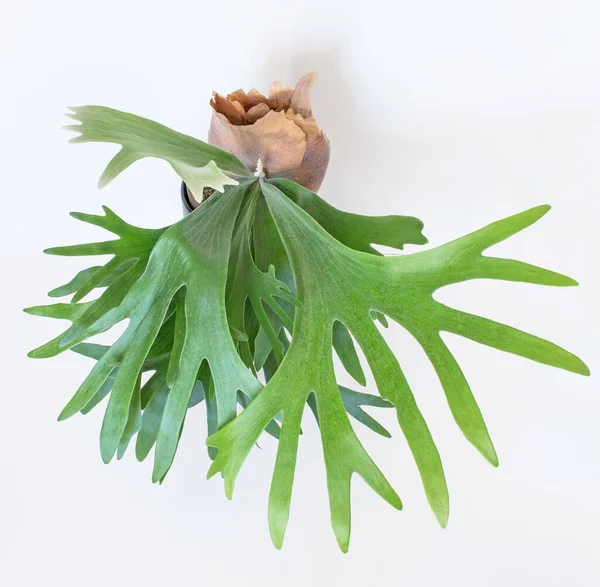 从上视图生长Staghorn Fern — 图库照片