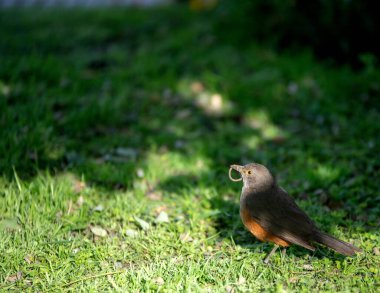 Yeşil çimenlikteki şirin bir kuşun yakın plan fotoğrafı.