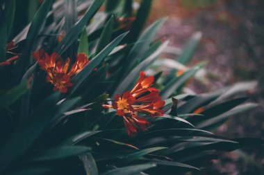 Güzel botanik fotoğrafı, doğal duvar kağıdı.