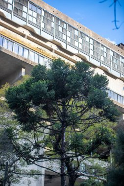 Buenos Aires, Arjantin 'deki ağaç manzarası