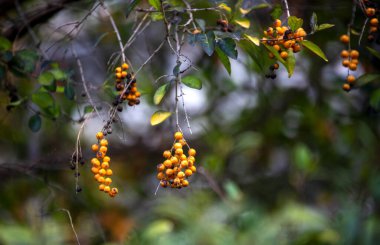Ağaçtaki böğürtlen yığınını kapat.
