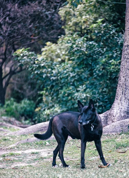 Perro Negro Pie Sobre Hierba — Foto de Stock