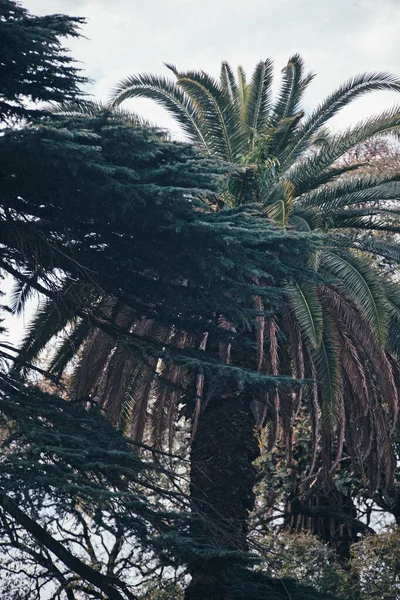 Palmy Piękny Widok — Zdjęcie stockowe