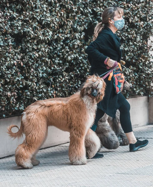 Kvinna Promenader Med Hund Gatan — Stockfoto