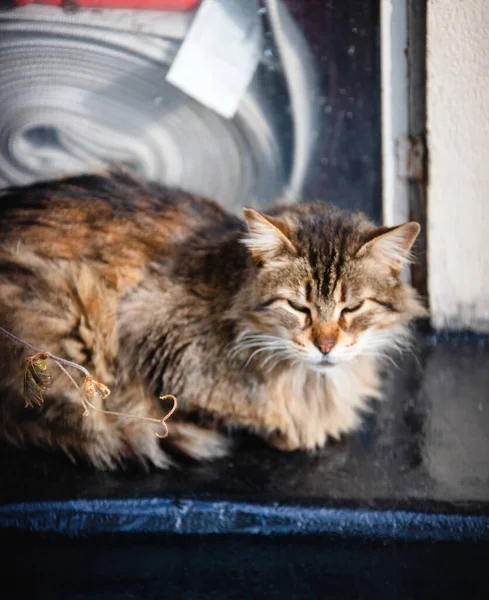 Hermoso Gato Mirando Cámara — Foto de Stock