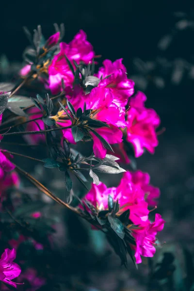 Belles Fleurs Dans Jardin — Photo