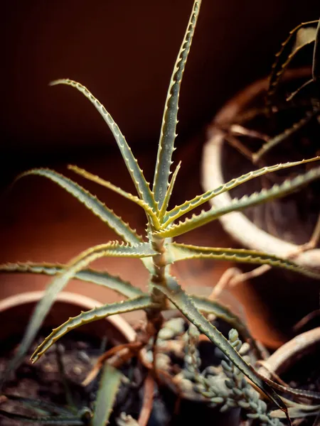 Gros Plan Une Plante Succulente — Photo