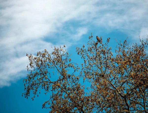 Branches Arbres Dans Forêt — Photo