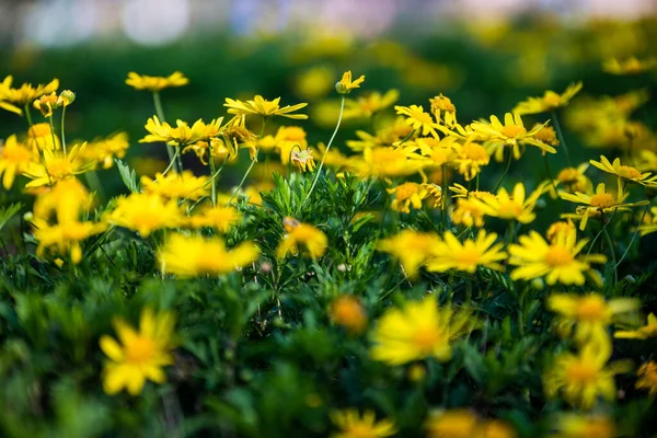 Fiori Gialli Giardino Vista Vicino — Foto Stock