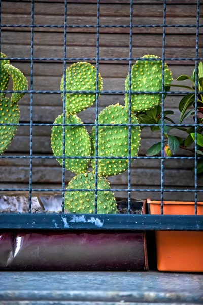 Fleurs Cactus Vert Vue Rapprochée — Photo
