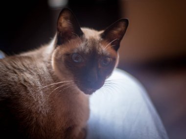 Mavi gözlü kedi kameraya bakıyor.