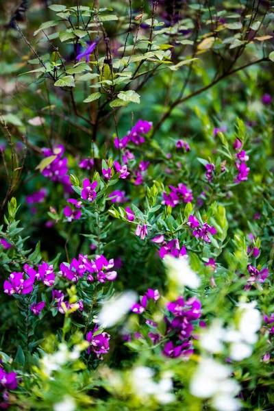 Vista Cerca Flores Púrpuras — Foto de Stock